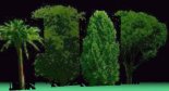 trees.jpg (12306 bytes)